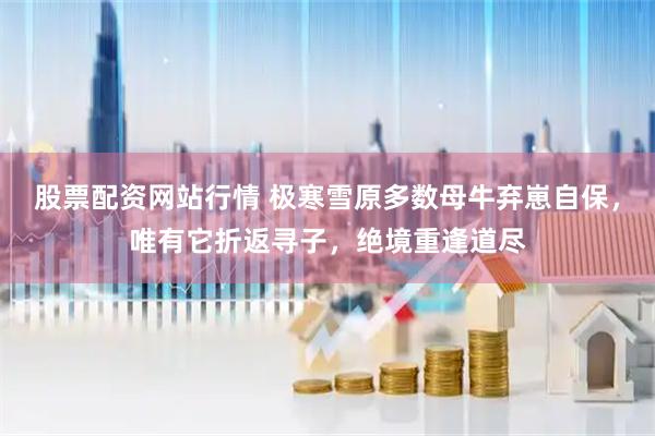 股票配资网站行情 极寒雪原多数母牛弃崽自保，唯有它折返寻子，绝境重逢道尽