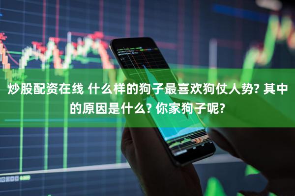 炒股配资在线 什么样的狗子最喜欢狗仗人势? 其中的原因是什么? 你家狗子呢?